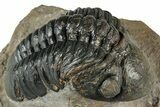 Detailed Reedops Trilobite - Atchana, Morocco #345030-2